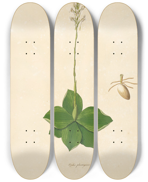 Triptych art skateboard deck of William Roxburgh Plants Of The Coast Of Coromandel Pl037 by William Roxburgh (1751-1815)