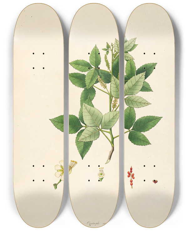 Triptych art skateboard deck of William Roxburgh Plants Of The Coast Of Coromandel Pl061 by William Roxburgh (1751-1815)