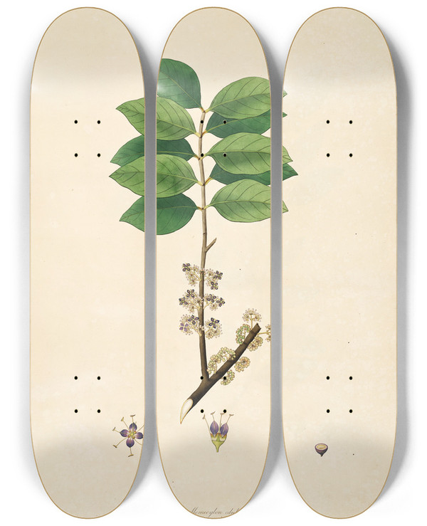 Triptych art skateboard deck of William Roxburgh Plants Of The Coast Of Coromandel Pl082 by William Roxburgh (1751-1815)