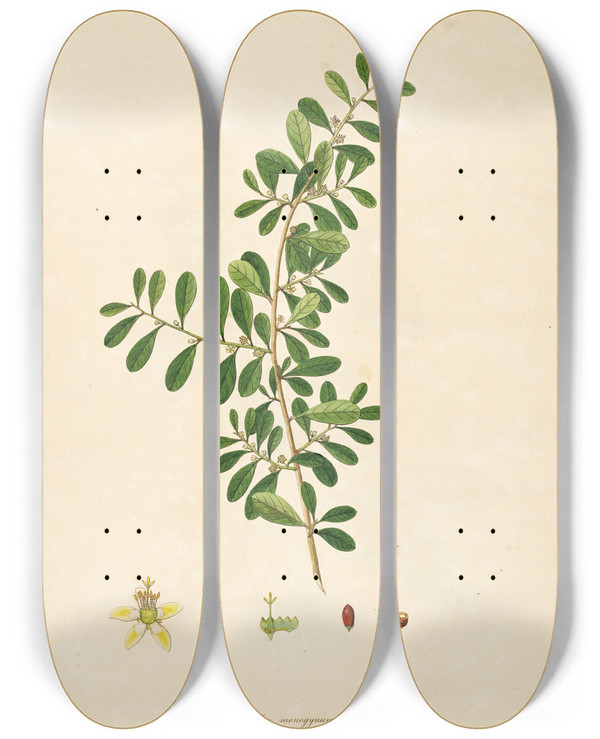 Triptych art skateboard deck of William Roxburgh Plants Of The Coast Of Coromandel Pl088 by William Roxburgh (1751-1815)