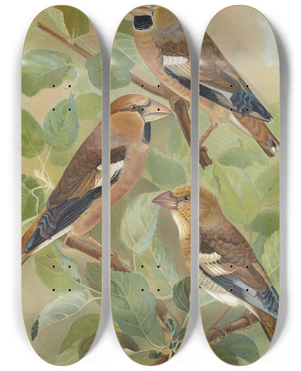 Triptych art skateboard deck of Johann Friedrich Naumann Coccothraustes Coccothraustes by Johann Friedrich Naumann (1780-1857)