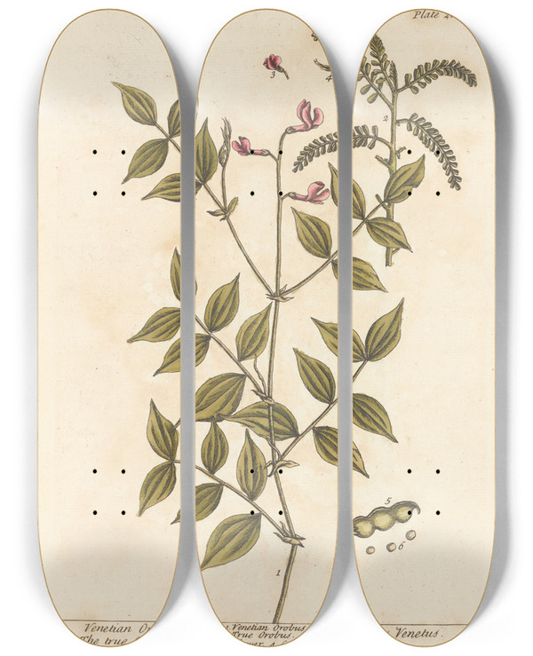 Triptych art skateboard deck of Elizabeth Blackwell Venetian Orobus The True Orobus by Elizabeth Blackwell (1707-1758)