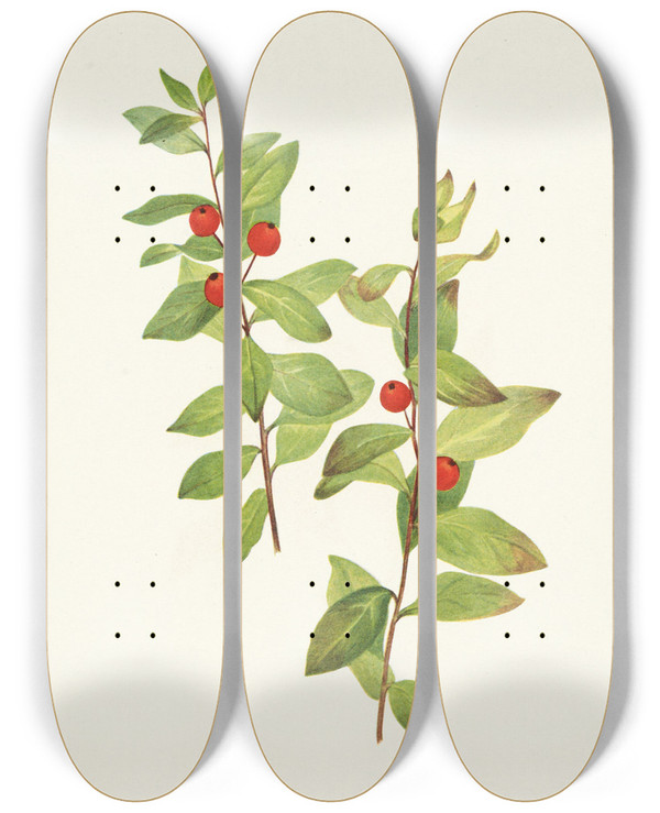 Triptych art skateboard deck of Mary Vaux Walcott Red Comandra Comandra Livida by Mary Vaux Walcott (1860-1940)