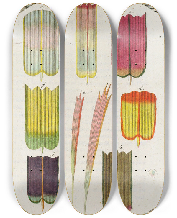 Triptych art skateboard deck of Martin Frobenius Ledermuller Amusement Microscopique Tant Pour Lesprit Que Pour Les Yeux Pl010 by Martin Frobenius Ledermu%Cc%88Ller (1719-1769)