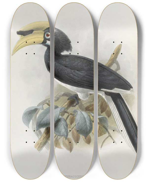 Triptych art skateboard deck of Daniel Giraud Elliot Anthracoceros Convexus by Daniel Giraud Elliot (1835-1915)