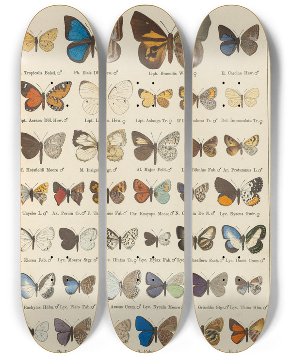 Triptych art skateboard deck of Otto Staudinger Exotische Schmetterlinge Pl094 by Otto Staudinger (1830-1900)