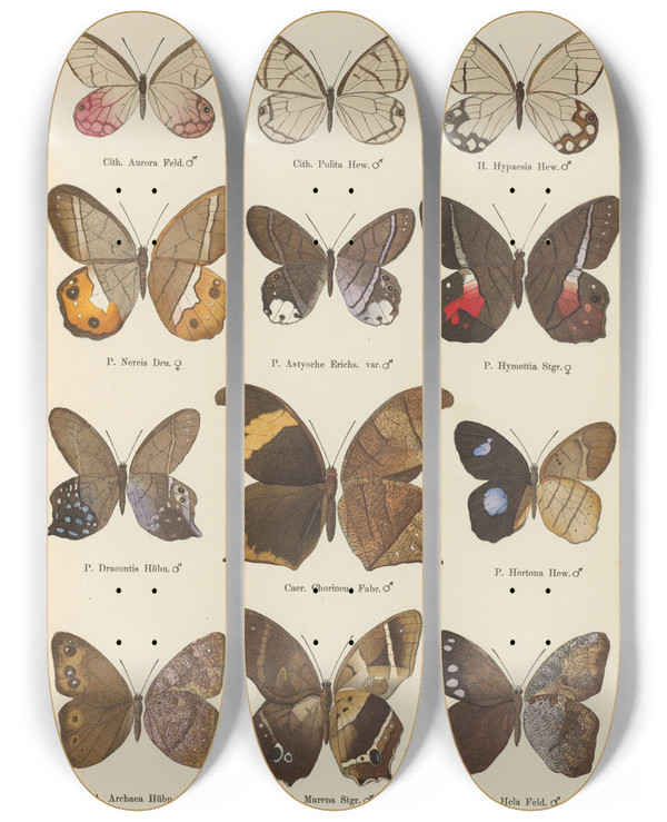 Triptych art skateboard deck of Otto Staudinger Exotische Schmetterlinge Pl077 by Otto Staudinger (1830-1900)