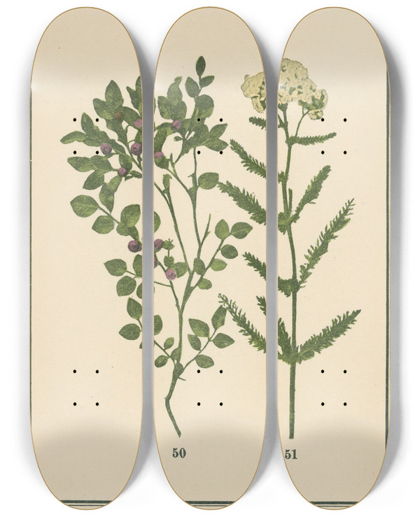 Triptych art skateboard deck of Sebastian Kneipp Plantatlas To My Watercure Pl12 by Sebastian Kneipp (1821-1897)