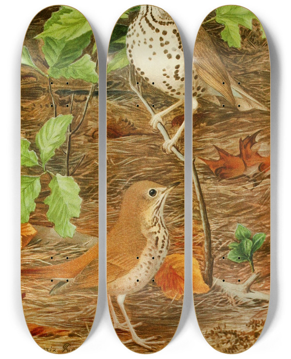 Triptych art skateboard deck of Louis Agassiz Fuertes Wood Thrushhermit Thrush by Louis Agassiz Fuertes (1874-1927)
