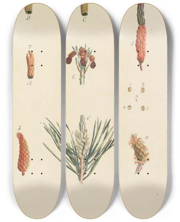 Triptych art skateboard deck of Carl Christoph Oelhafen Von Schllenbach Abbildung Der Wilden Bume Stauden Und Buschgewchse Pl001 by Carl Christoph Oelhafen Von Schollenbach (1709-1785)