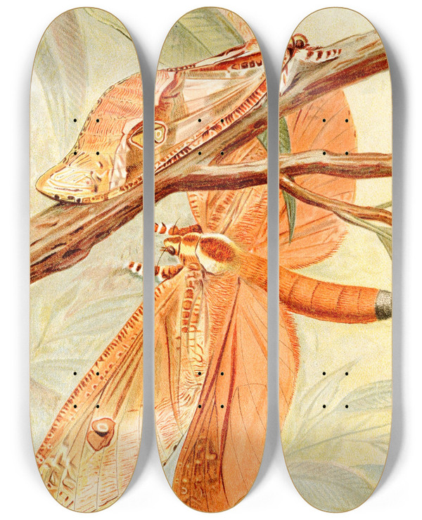 Triptych art skateboard deck of Frederick William Frohawk Giant Swift Moth by Frederick William Frohawk