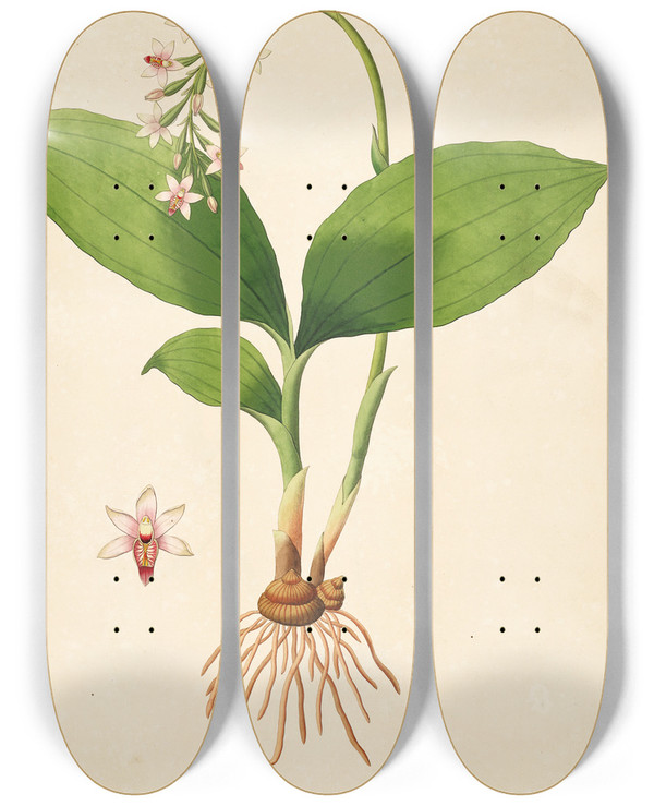 Triptych art skateboard deck of William Roxburgh Plants Of The Coast Of Coromandel Pl040 by William Roxburgh (1751-1815)