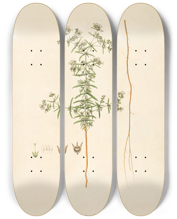 Triptych art skateboard deck of William Roxburgh Plants Of The Coast Of Coromandel Pl003 by William Roxburgh (1751-1815)