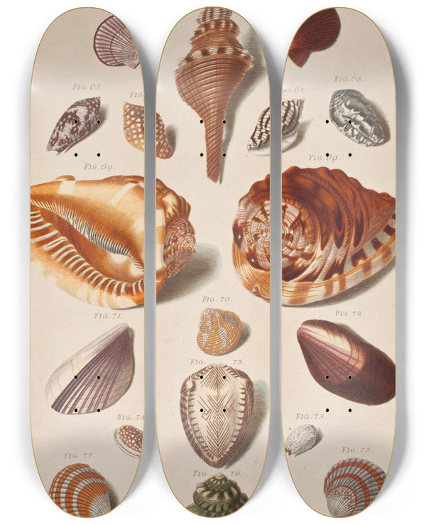 Triptych art skateboard deck of Franz Michael Regenfus Illustrationsplanche Med Konkylier by Franz Michael Regenfus (1713-1780)