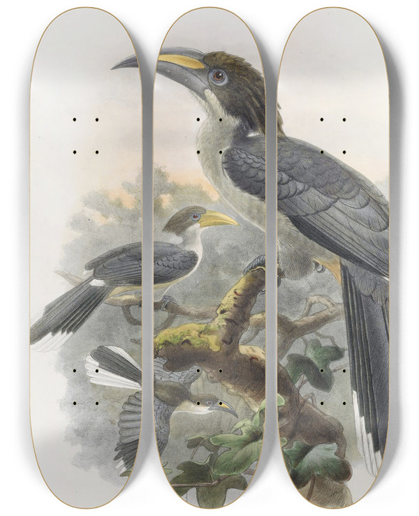 Triptych art skateboard deck of Daniel Giraud Elliot Tockus Gingalensis by Daniel Giraud Elliot (1835-1915)
