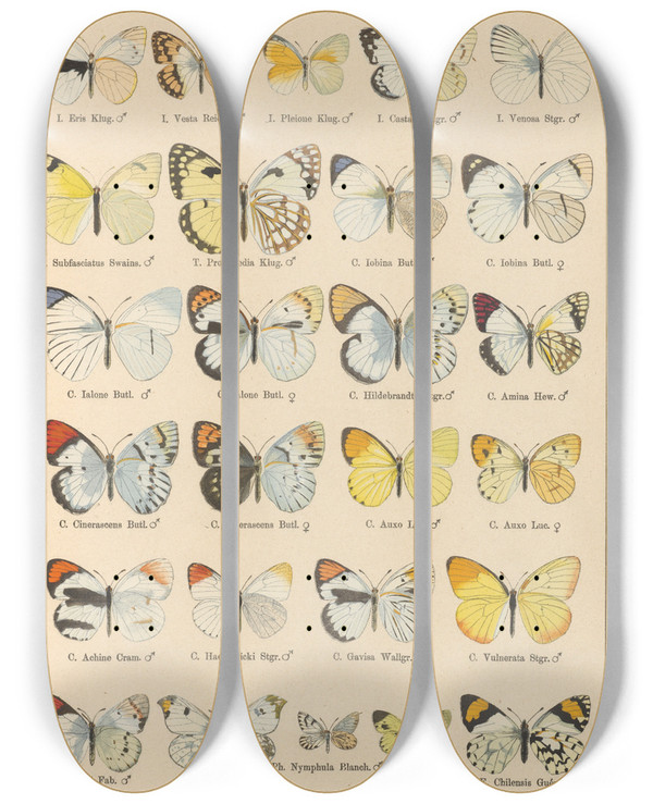 Triptych art skateboard deck of Otto Staudinger Exotische Schmetterlinge Pl023 by Otto Staudinger (1830-1900)