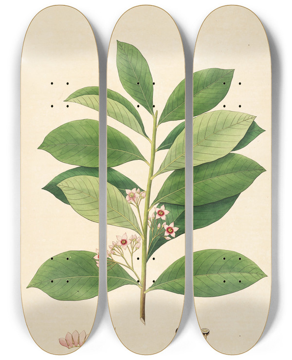 Triptych art skateboard deck of William Roxburgh Plants Of The Coast Of Coromandel Pl027 by William Roxburgh (1751-1815)