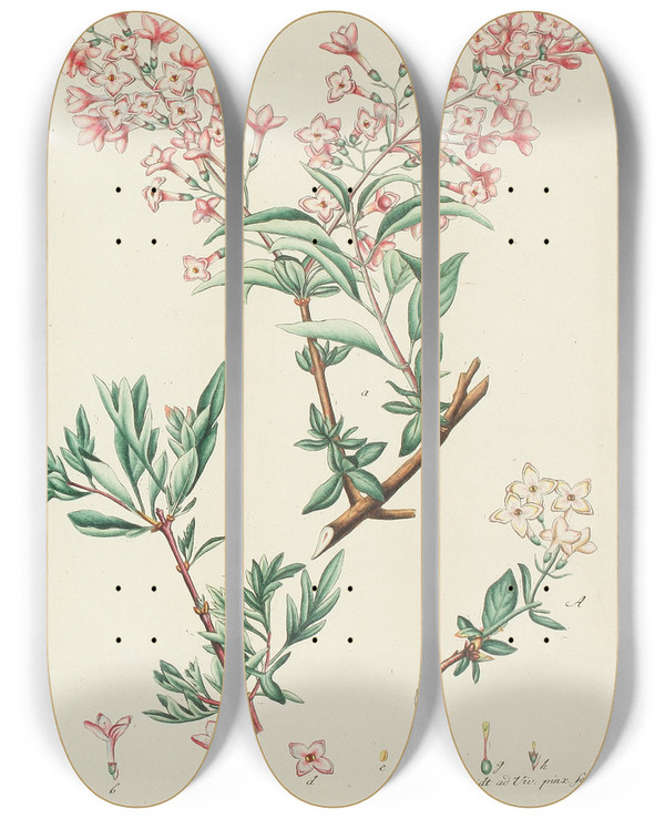 Triptych art skateboard deck of Carl Christoph Oelhafen Von Schllenbach Abbildung Der Wilden Bume Stauden Und Buschgewchse Pl150 by Carl Christoph Oelhafen Von Schollenbach (1709-1785)