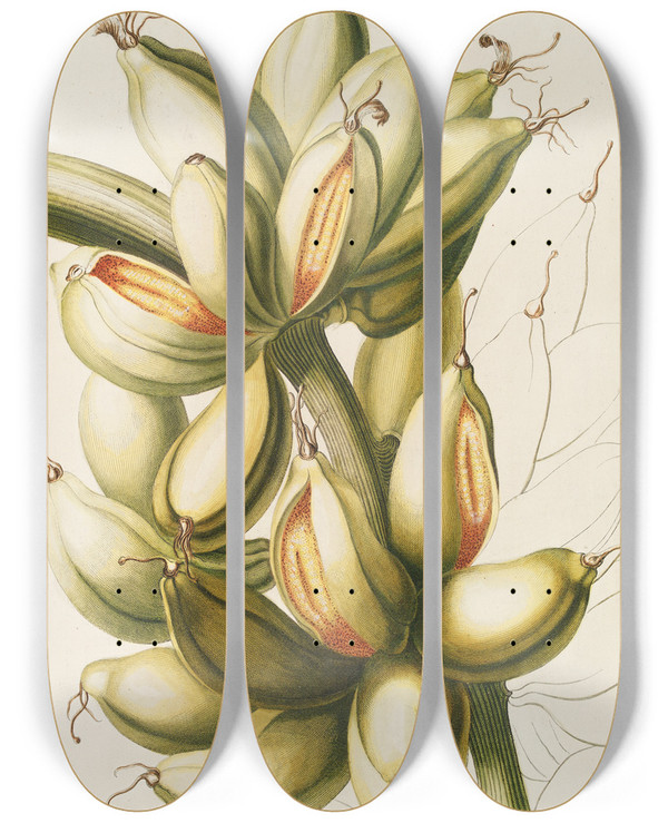 Triptych art skateboard deck of Georg Dionysius Ehret Musae Iv by Georg Dionysius Ehret (1708-1770)