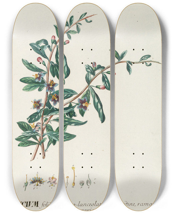 Triptych art skateboard deck of Georg Dionysius Ehret Lycium_2 by Georg Dionysius Ehret (1708-1770)