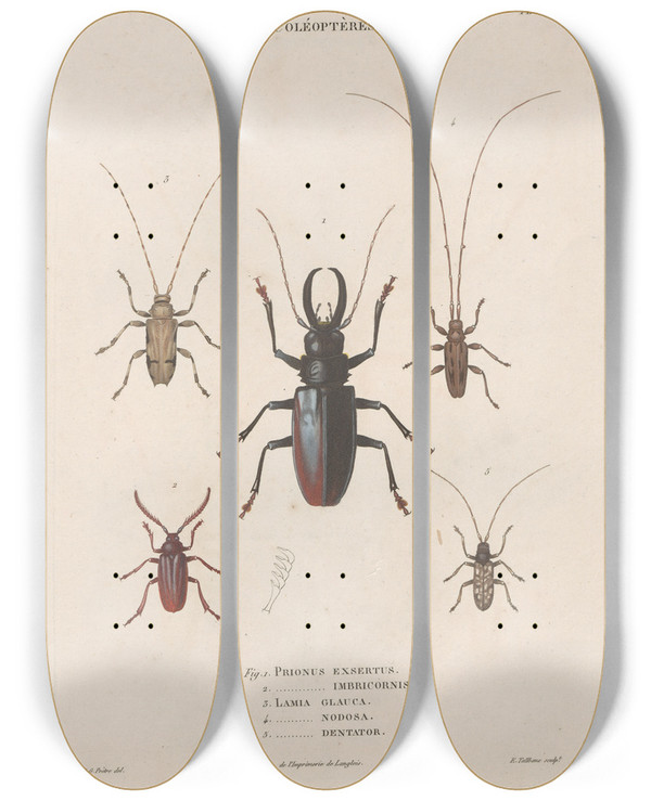 Triptych art skateboard deck of Jean Gabriel Pretre Insectes Recueillis En Afrique Et En Amrique Pl34 by Jean Gabriel Pretre (1768-1849)