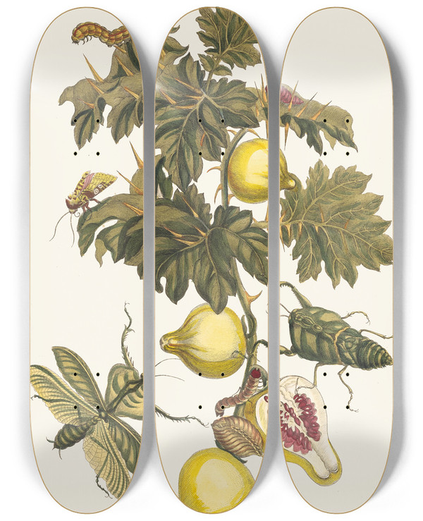 Triptych art skateboard deck of Maria Sibylla Merian Pomme De Sodome by Maria Sibylla Merian (1647-1717)
