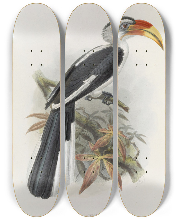 Triptych art skateboard deck of Daniel Giraud Elliot Tockus Deckeni by Daniel Giraud Elliot (1835-1915)