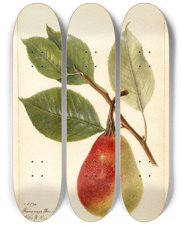 Triptych art skateboard deck of Deborah Griscom Passmore Pyrus Communis Summer Beauty by Deborah Griscom Passmore (1840-1911)