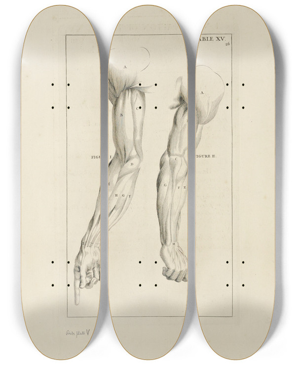 Triptych art skateboard deck of Michael Van Der Gucht Anatomy Improvd And Illustrated With Regard To The Uses Thereof In Designing Pl15 by Michael van der Gucht (1660-1725)