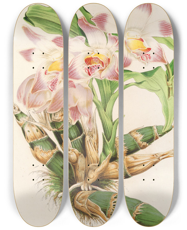 Triptych art skateboard deck of Charles Antoine Lemaire Chysis Limmingbei by Charles Antoine Lemaire (1800-1871)