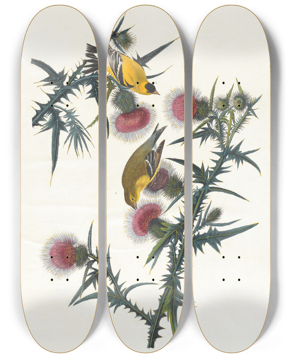 Triptych art skateboard deck of John James Audubon American Goldfinch by John James Audubon (1785-1851)
