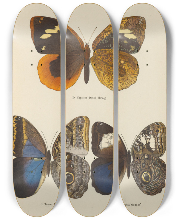 Triptych art skateboard deck of Otto Staudinger Exotische Schmetterlinge Pl073 by Otto Staudinger (1830-1900)