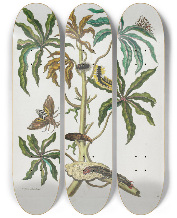 Triptych art skateboard deck of Maria Sibylla Merian Caterpillars And Insects With Foliage by Maria Sibylla Merian (1647-1717)