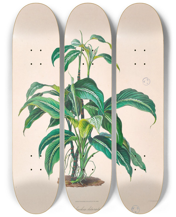 Triptych art skateboard deck of Heinrich Wilhelm Schott Icones Aroidearum Pl28 by Heinrich Wilhelm Schott (1794-1865)