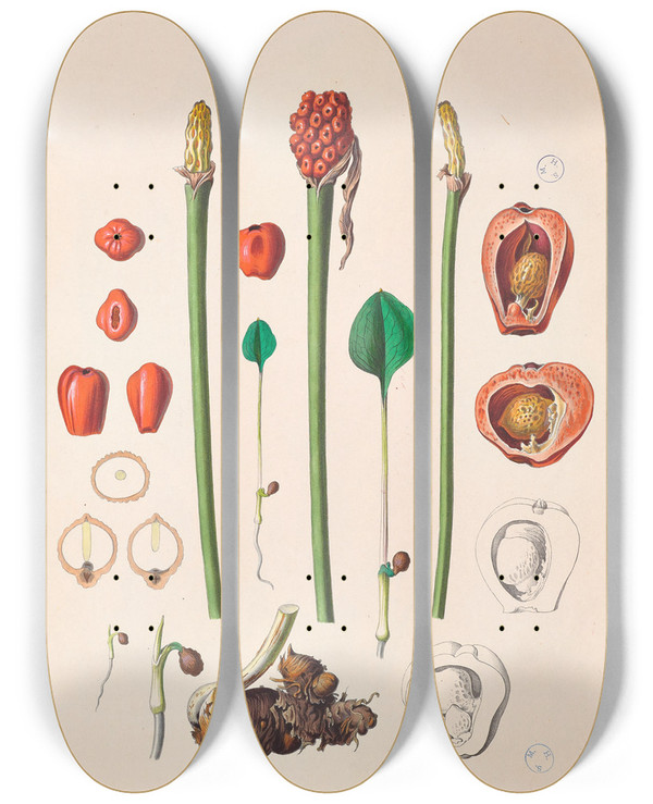Triptych art skateboard deck of Heinrich Wilhelm Schott Icones Aroidearum Pl36 by Heinrich Wilhelm Schott (1794-1865)