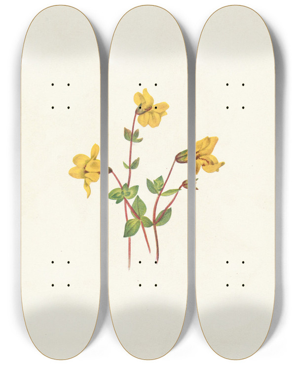 Triptych art skateboard deck of Mary Vaux Walcott Alpine Monkeyflower Mimulus Caespitosus by Mary Vaux Walcott (1860-1940)