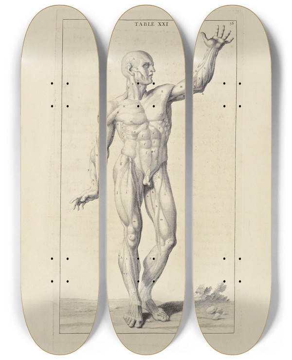 Triptych art skateboard deck of Michael Van Der Gucht Anatomy Improvd And Illustrated With Regard To The Uses Thereof In Designing Pl21 by Michael van der Gucht (1660-1725)