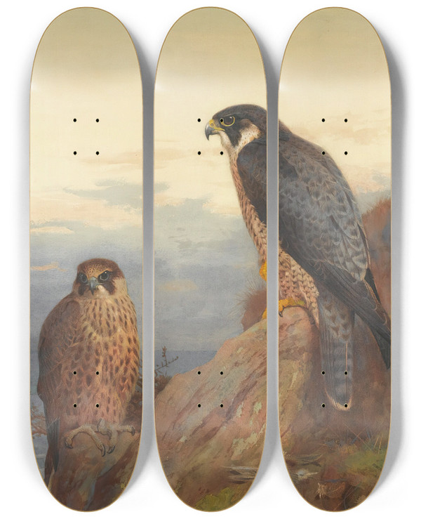 Triptych art skateboard deck of Archibald Thorburn An Adult And Immature Peregrine by Archibald Thorburn (1860-1935)