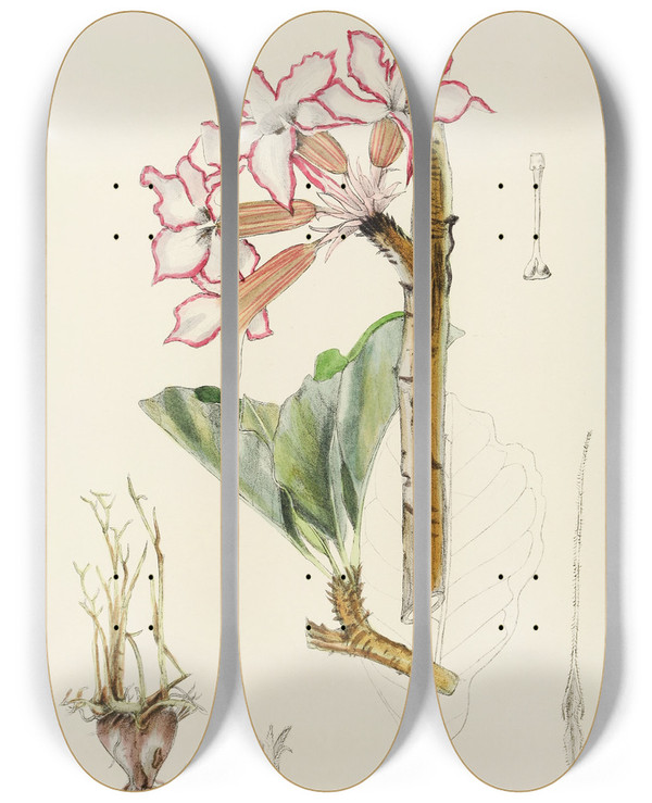 Triptych art skateboard deck of Illtyd Buller Poleevans Adenium Multiflorum by Illtyd Buller Pole-Evans (1879-1968)