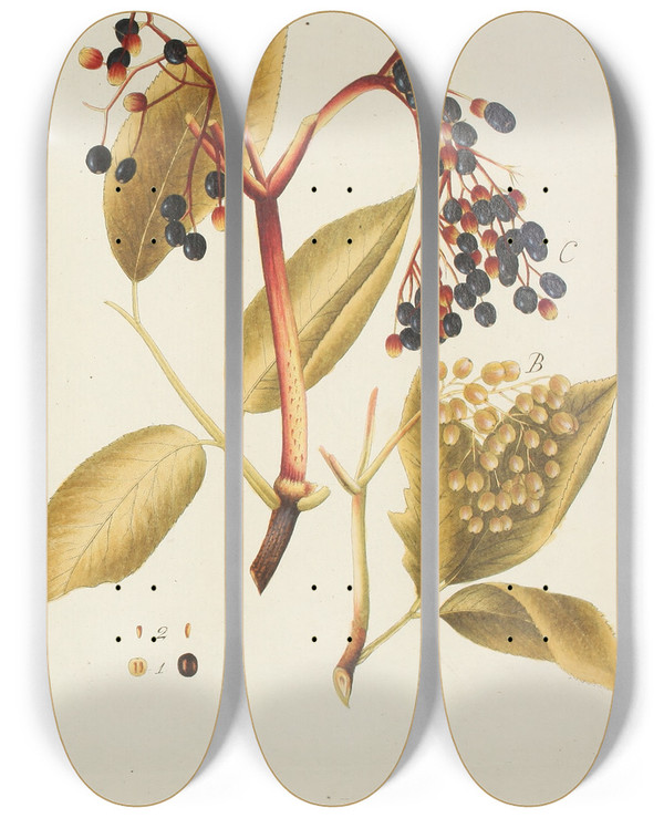 Triptych art skateboard deck of Carl Christoph Oelhafen Von Schllenbach Abbildung Der Wilden Bume Stauden Und Buschgewchse Pl119 by Carl Christoph Oelhafen Von Schollenbach (1709-1785)