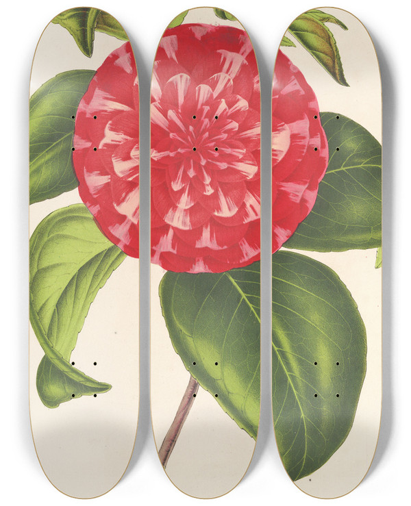 Triptych art skateboard deck of Charles Antoine Lemaire Camellia Souvenir Demile Defresne by Charles Antoine Lemaire (1800-1871)