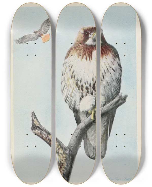 Triptych art skateboard deck of Louis Agassiz Fuertes Redtail The Hawk by Louis Agassiz Fuertes (1874-1927)