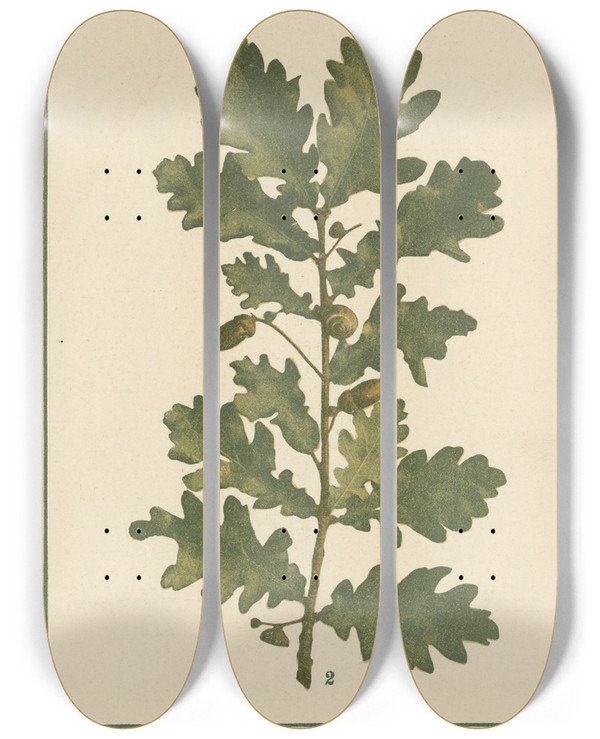 Triptych art skateboard deck of Sebastian Kneipp Plantatlas To My Watercure Pl22 by Sebastian Kneipp (1821-1897)