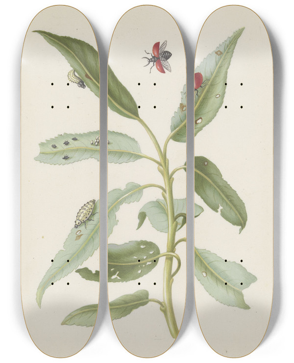 Triptych art skateboard deck of Maria Sibylla Merian Willow Leaves With Poplar Leaf Beetle Eggs And Larvae by Maria Sibylla Merian (1647-1717)