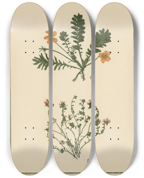 Triptych art skateboard deck of Sebastian Kneipp Plantatlas To My Watercure Pl15 by Sebastian Kneipp (1821-1897)