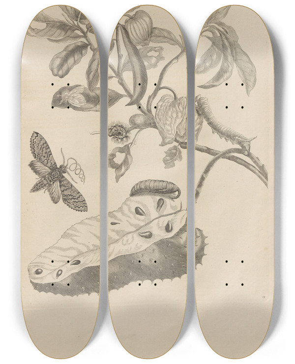 Triptych art skateboard deck of Maria Sibylla Merian Dissertatio De Generatione Et Metamorphosibus Insectorum Surinamensium Pl14 by Maria Sibylla Merian (1647-1717)