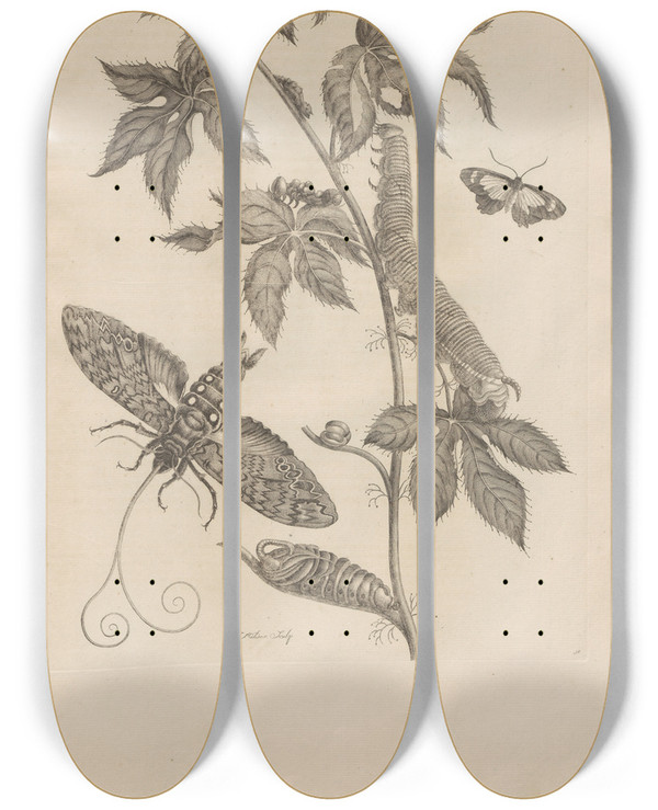 Triptych art skateboard deck of Maria Sibylla Merian Dissertatio De Generatione Et Metamorphosibus Insectorum Surinamensium Pl38 by Maria Sibylla Merian (1647-1717)