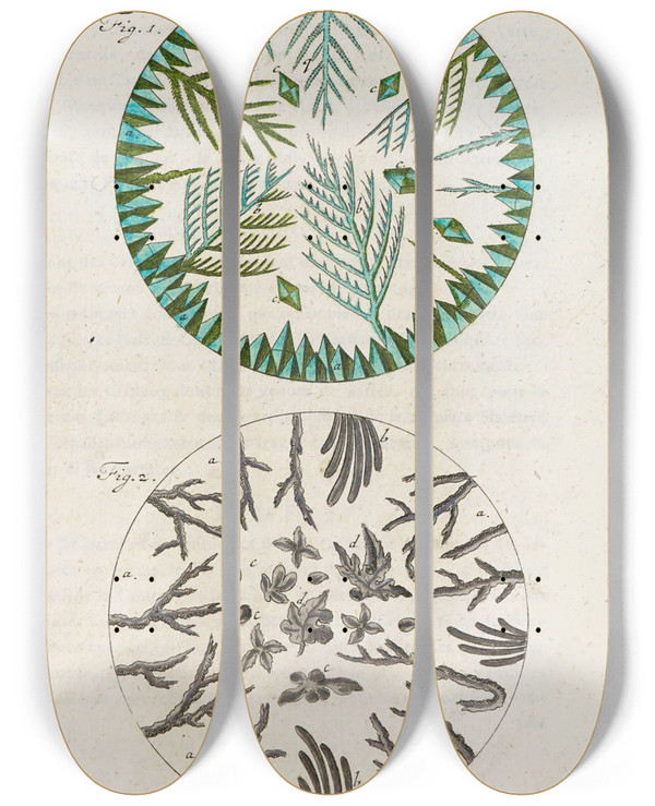 Triptych art skateboard deck of Martin Frobenius Ledermuller Amusement Microscopique Tant Pour Lesprit Que Pour Les Yeux Pl004 by Martin Frobenius Ledermu%Cc%88Ller (1719-1769)