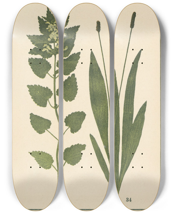 Triptych art skateboard deck of Sebastian Kneipp Plantatlas To My Watercure Pl03 by Sebastian Kneipp (1821-1897)