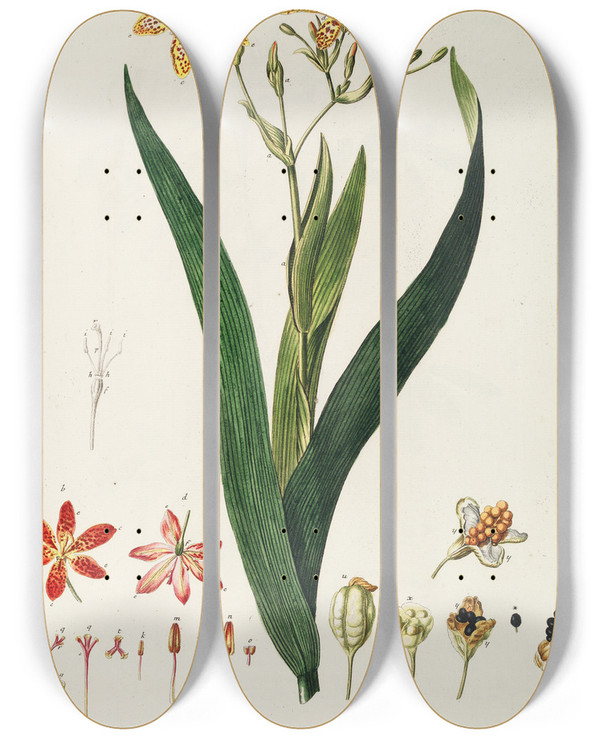 Triptych art skateboard deck of Georg Dionysius Ehret Ixia by Georg Dionysius Ehret (1708-1770)